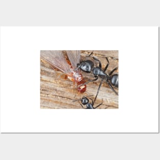 Carpenter ants fighting a dampwood termite Posters and Art